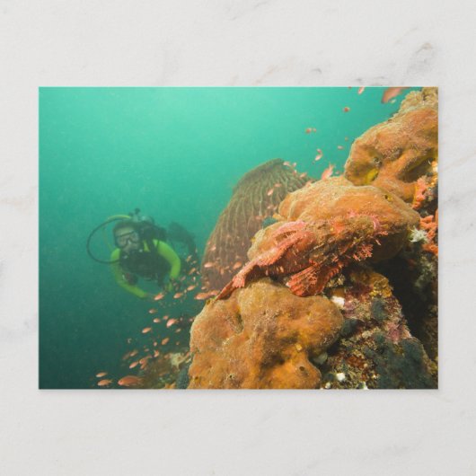 ダイバーとカサゴ科の魚 Scorpanopsis ポストカード (正面)