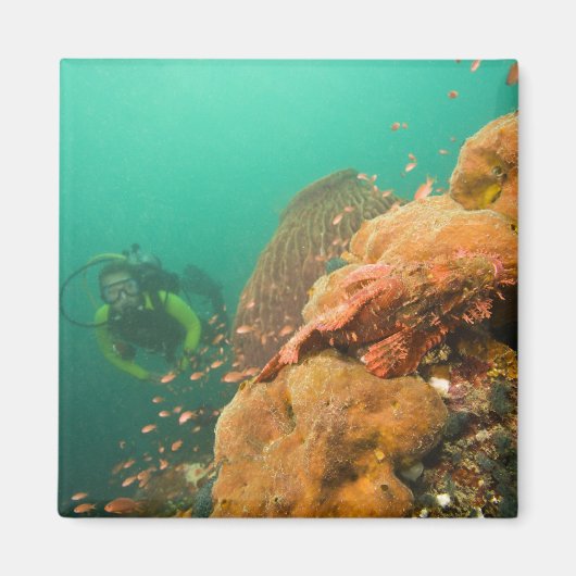 ダイバーとカサゴ科の魚 Scorpanopsis マグネット (正面)