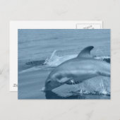 ダイビングするイルカのポストカード ポストカード (正面/裏面)