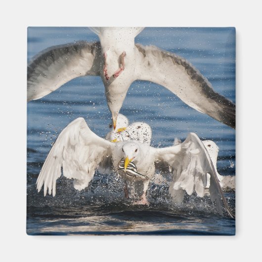 ダイビングガルズ マグネット (正面)