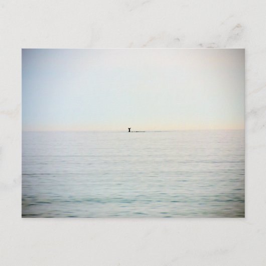 ダイビングクジラ ポストカード (正面)