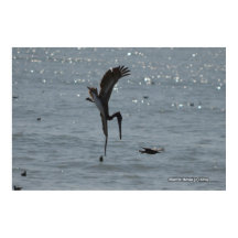 ダイビングペリカン