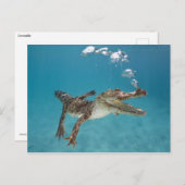 ダイビングワニ ポストカード (正面/裏面)