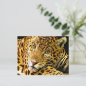 ダイムラーザジャガー ポストカード (スタンド正面)