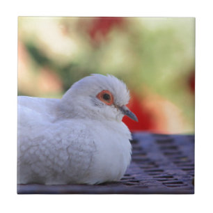 ダイヤモンドの鳩の鳥のタイル タイル