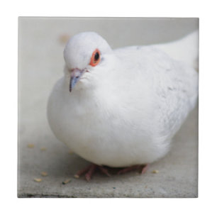 ダイヤモンドの鳩の鳥のタイル タイル