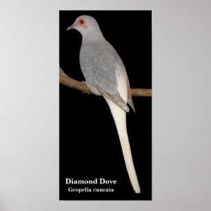 ダイヤモンドは、ダイヤモンドの鳩、Geopeliaのcuneata潜りました ポスター