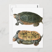 ダイヤモンドバックテラピンイラストレーション ポストカード (正面/裏面)