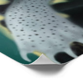 ダイヤモンドバックテラピンタートルズポスター ポスター (角)