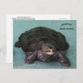 ダイヤモンドバックテラピン ポストカード (正面/裏面)