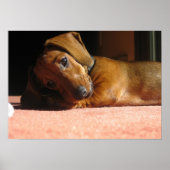 ダウシュント ポスター (正面)