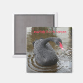 ダウリッシュブラックスワン マグネット (正面/裏面)