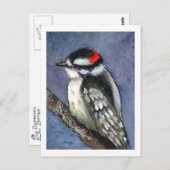 ダウンウッドペッカーの水色 ポストカード (正面/裏面)