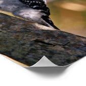 ダウンウッドペッカー ポスター (角)