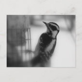 ダウン ポストカード (正面)