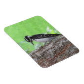 ダウンWoodpeckerプロファイルマグネット マグネット (右側)