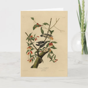 ダウンWoodpecker - Audubon's Birds of America カード