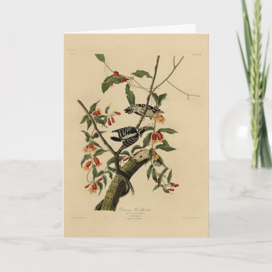 ダウンWoodpecker - Audubon's Birds of America カード (正面)