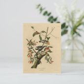 ダウンWoodpecker - Audubon's Birds of America ポストカード (スタンド正面)