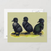 ダクリングスブラックカイウガ ポストカード (正面/裏面)