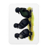 ダクリングスブラックカイウガ マグネット (縦)