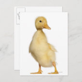 ダクリング（1週間） ポストカード (正面/裏面)