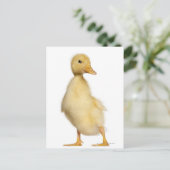 ダクリング（1週間） ポストカード (スタンド正面)