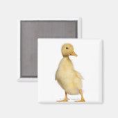 ダクリング（1週間） マグネット (正面/裏面)