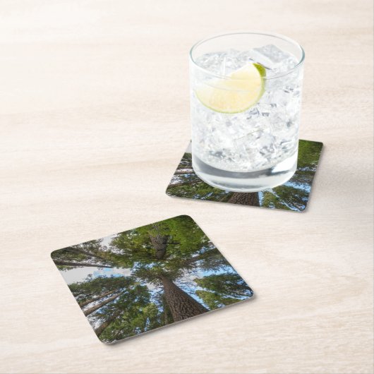 ダグラスモミの木のキャノピー スクエアペーパーコースター (インサイチュ)