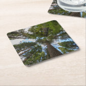 ダグラスモミの木のキャノピー スクエアペーパーコースター (アングル)