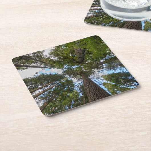 ダグラスモミの木のキャノピー スクエアペーパーコースター (アングル)