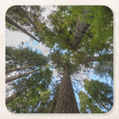 ダグラスモミの木のキャノピー スクエアペーパーコースター (正面)