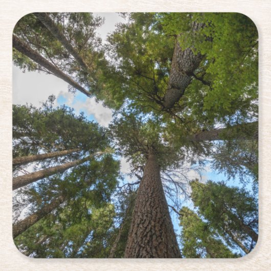 ダグラスモミの木のキャノピー スクエアペーパーコースター (正面)