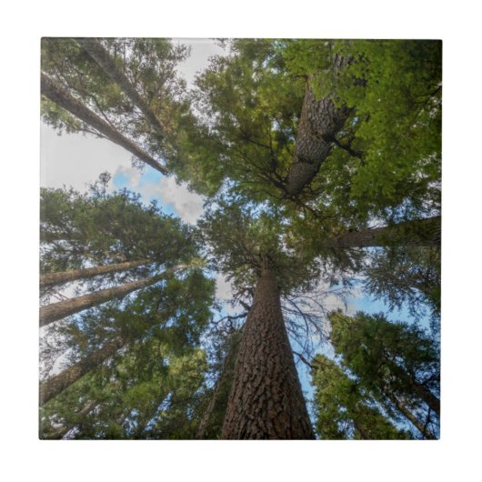 ダグラスモミの木のキャノピー タイル (正面)