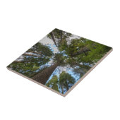 ダグラスモミの木のキャノピー タイル (側面)