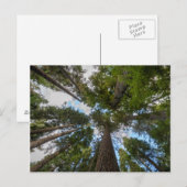 ダグラスモミの木のキャノピー ポストカード (正面/裏面)