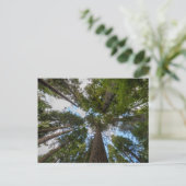 ダグラスモミの木のキャノピー ポストカード (スタンド正面)