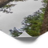 ダグラスモミの木の天蓋 ポスター (角)