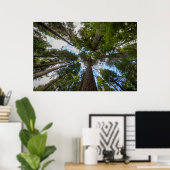 ダグラスモミの木の天蓋 ポスター (ホームオフィス)