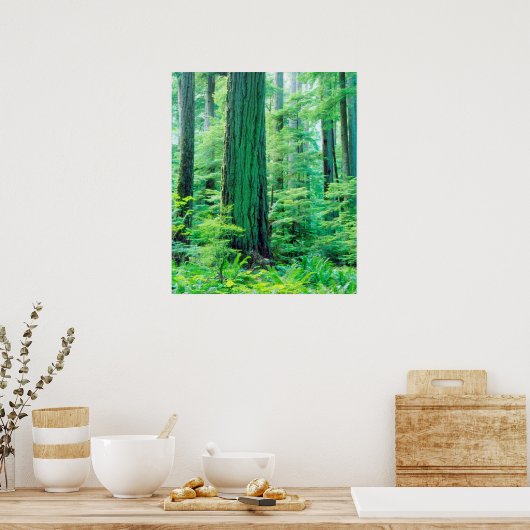 ダグラスモミの木 ポスター (キッチン)