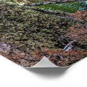 ダグラスモミ針葉樹林写真 ポスター (角)