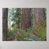 ダグラスモミ針葉樹林写真 ポスター (正面)