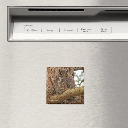 ダグラス素晴らしモミの角のフクロウ マグネット (インサイチュ (食洗機))