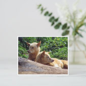 ダゴ ポストカード (スタンド正面)