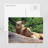 ダゴ ポストカード (正面/裏面)