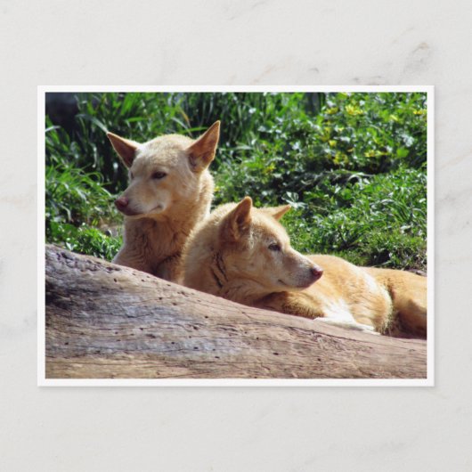 ダゴ ポストカード (正面)