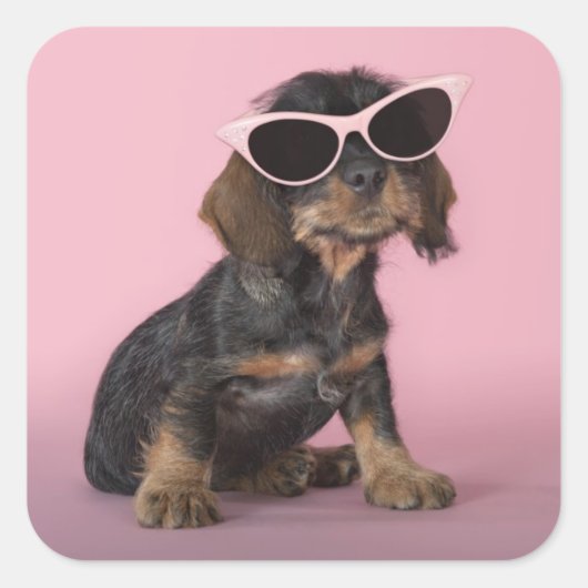 ダシュントの子犬サングラスを着て スクエアシール (正面)