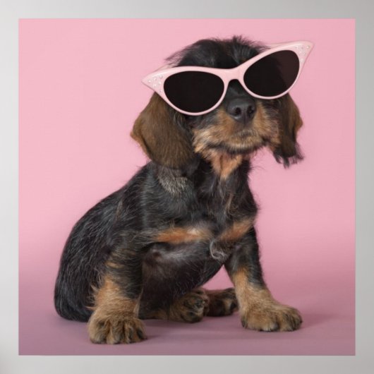 ダシュントの子犬サングラスを着て ポスター (正面)