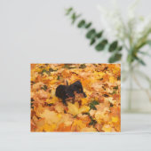 ダシュントの子犬 ポストカード (スタンド正面)