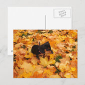 ダシュントの子犬 ポストカード (正面/裏面)